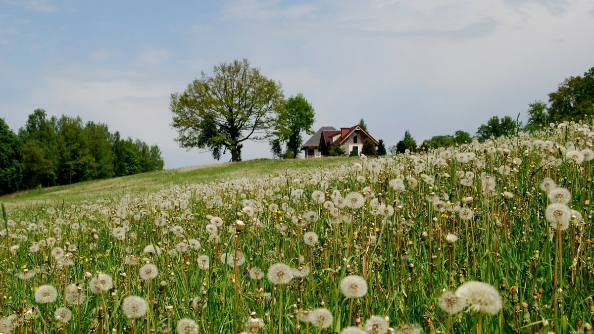 Летние травы