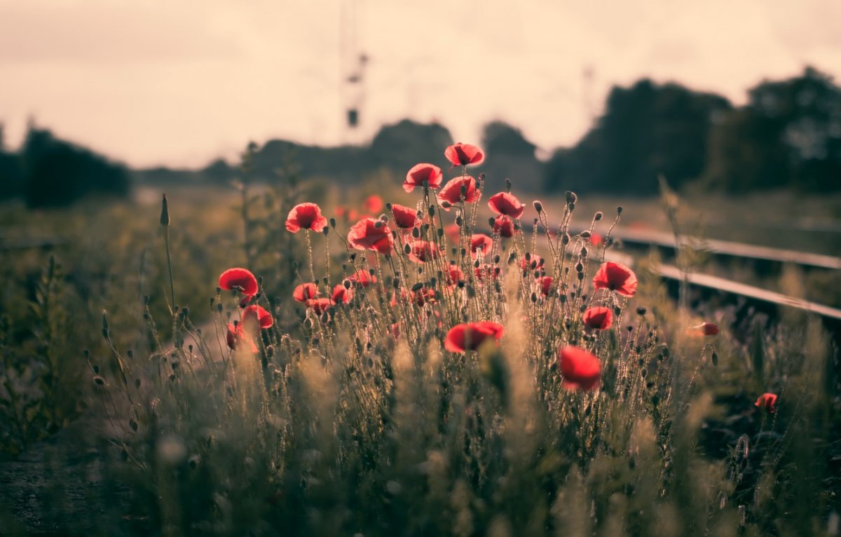 Обои на рабочий стол Маковое поле