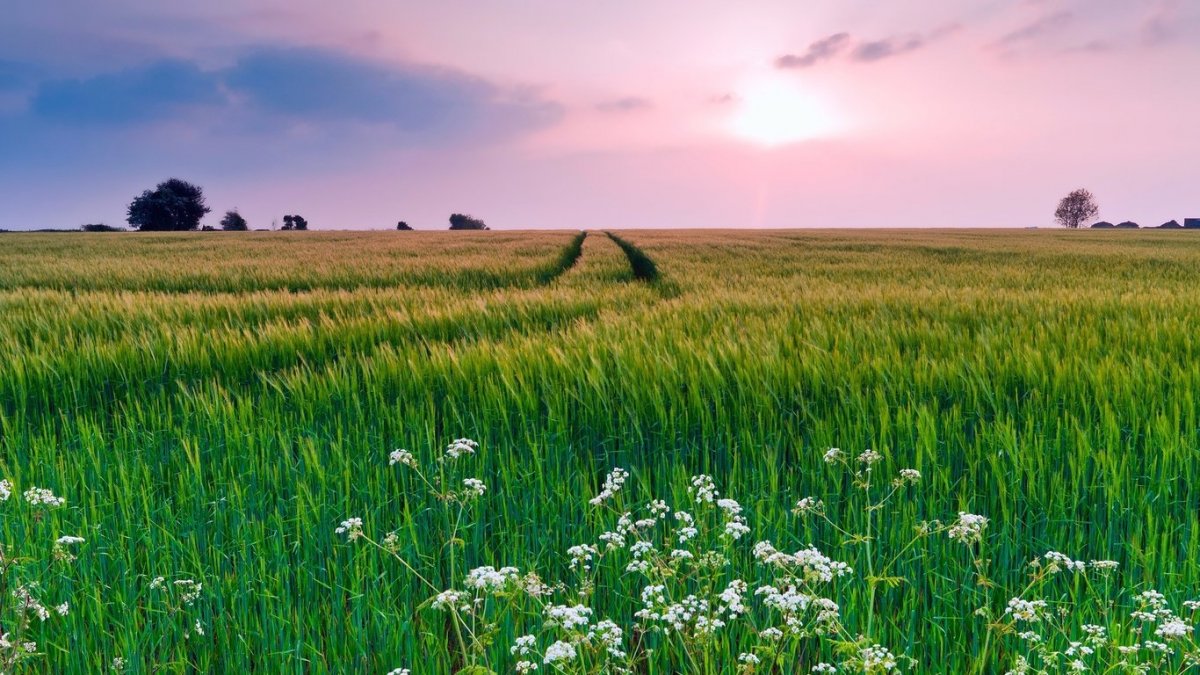 Зелено кругом природа летом