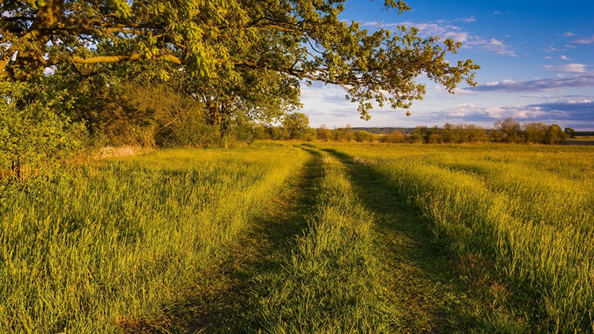 Трава на рассвете
