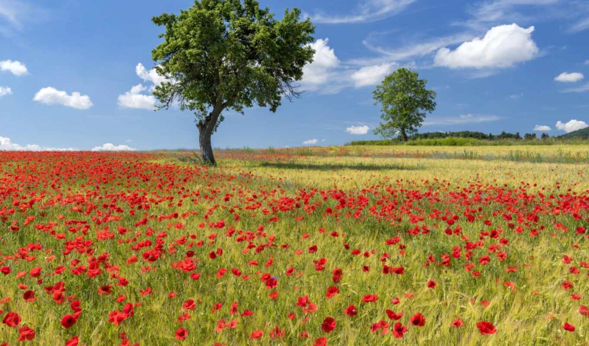 Картинки на рабочий стол лето природа