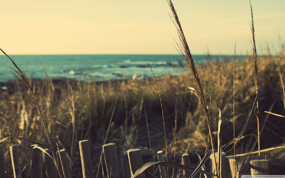 Обои для рабочего стола природа лето