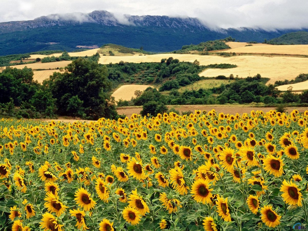 Виченца природа лес