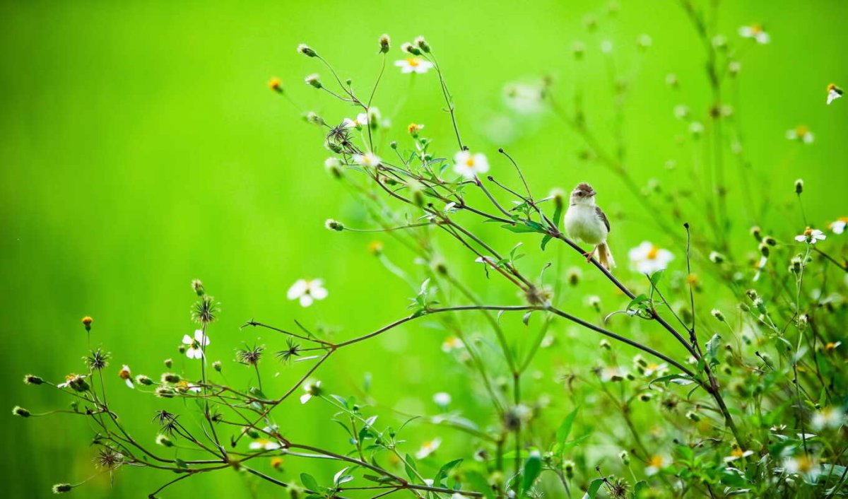 Краснодарский край Кубань природа