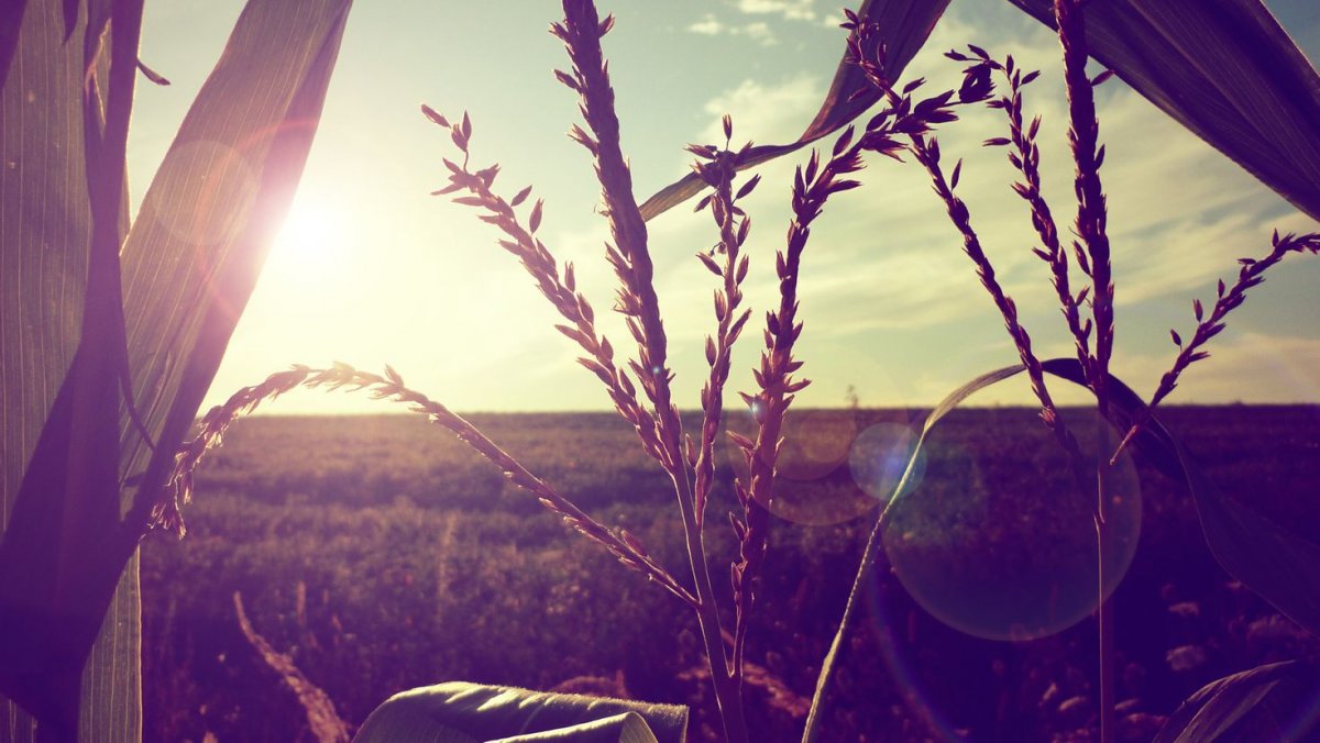 Цветочное поле закат