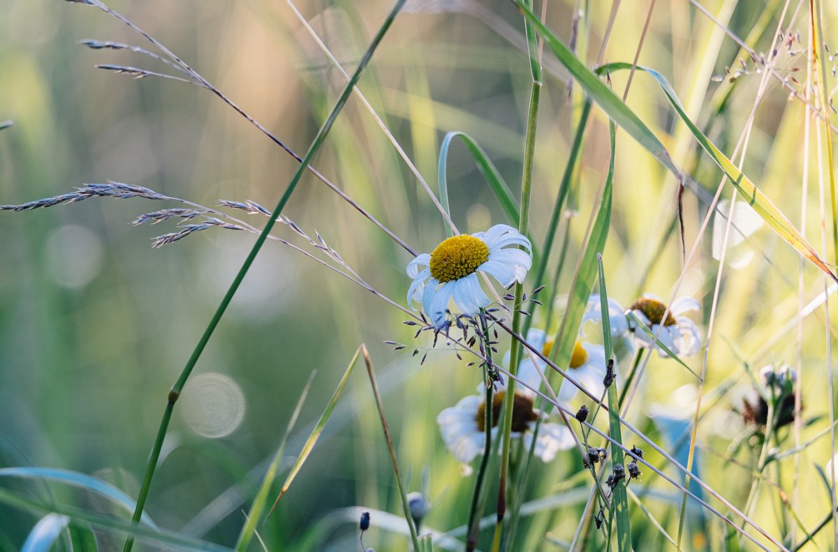 Море пшеницы