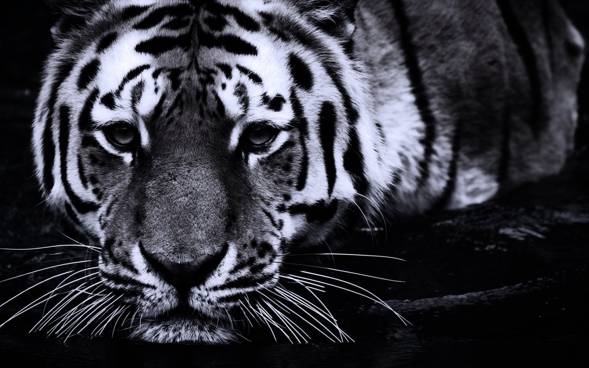 Черный тигр обои