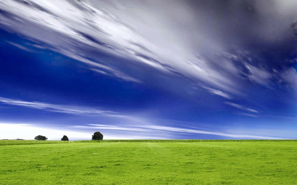 Зеленое поле