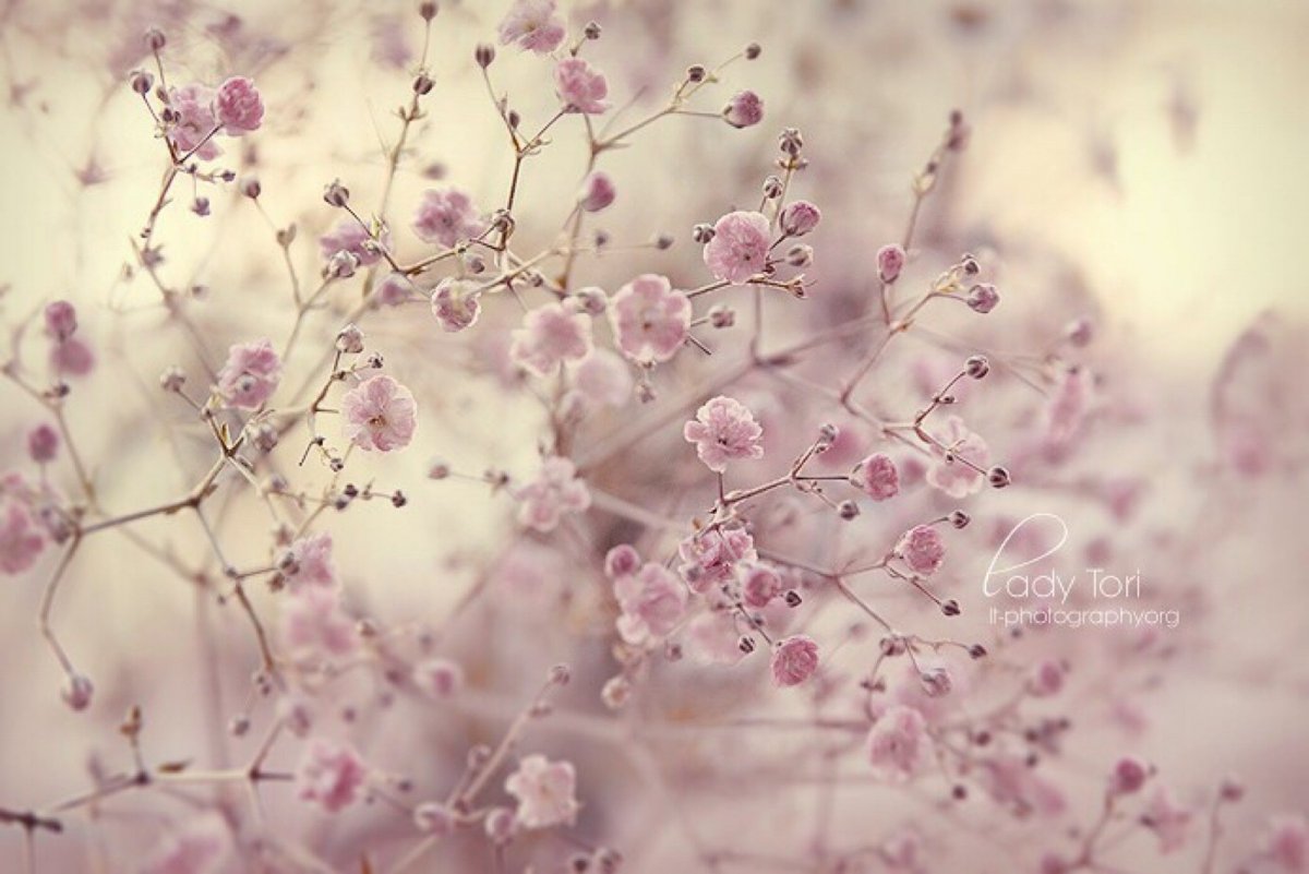 Маленькие розовые цветы