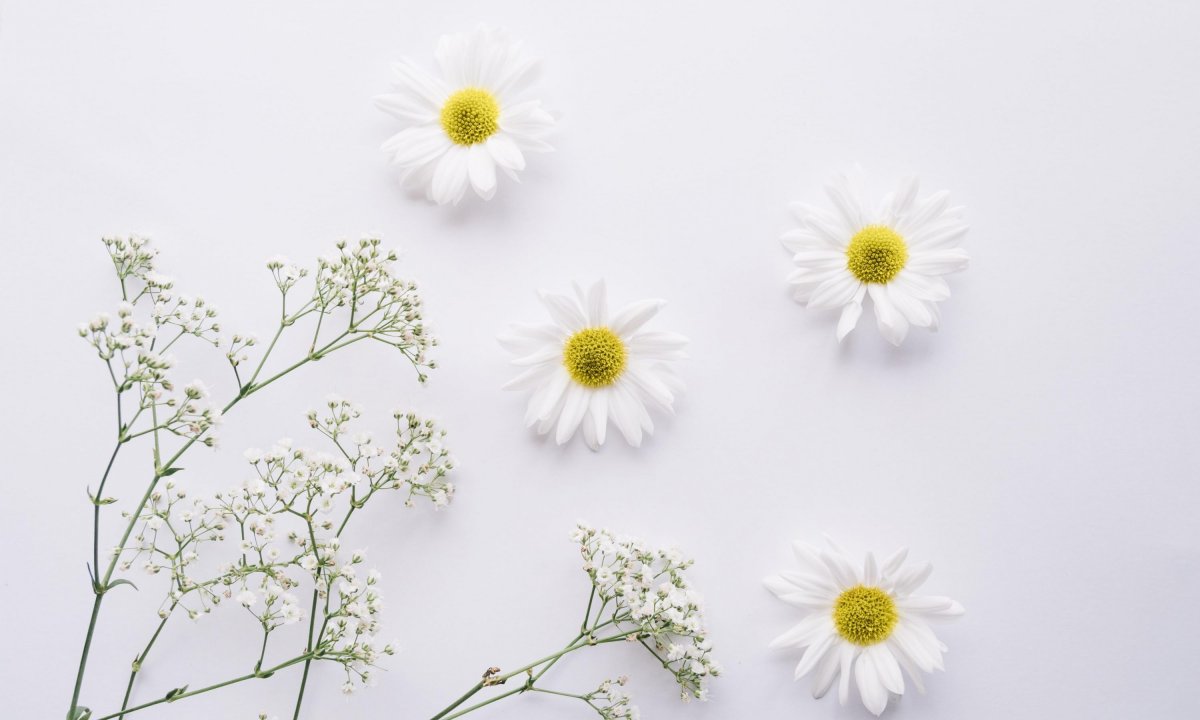 Ромашка Минимализм