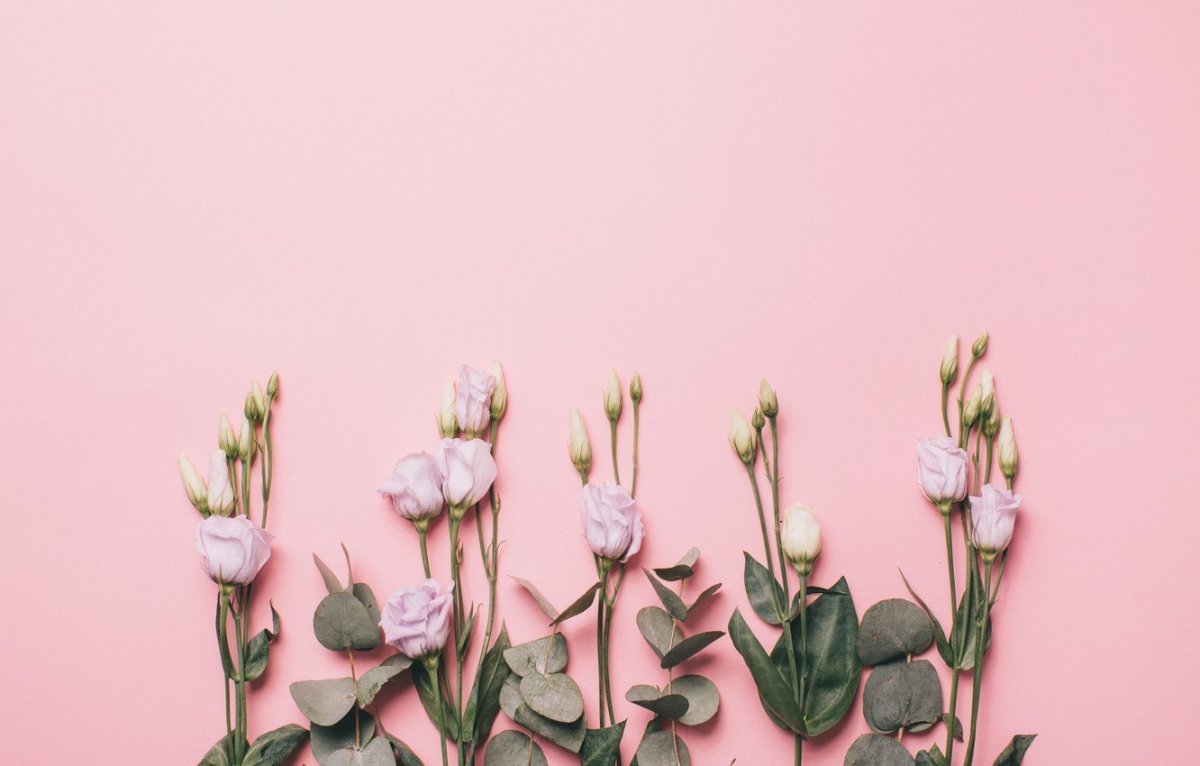 Роза пионовидная пудровая