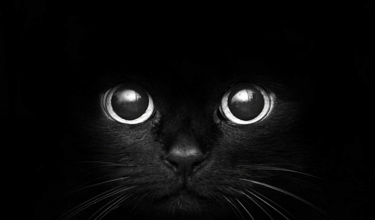 Черная кошка обои