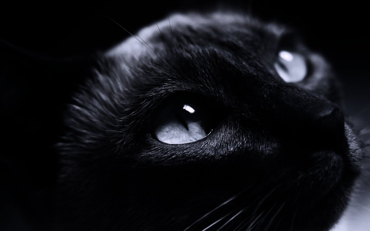 Кот Минимализм