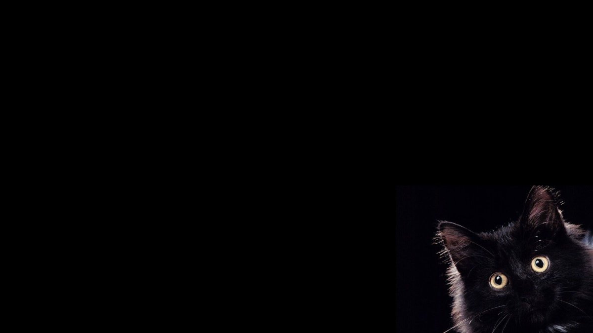 Черная кошка на черном фоне