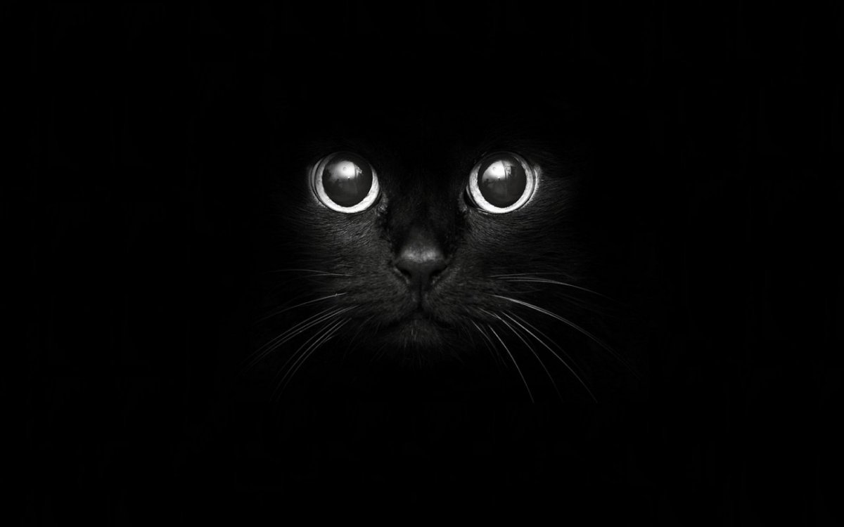 Черный кот на черном фоне