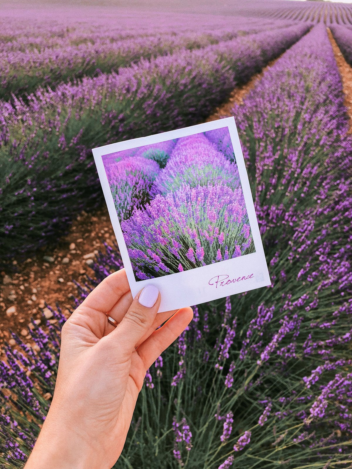 Фон в сиреневых тонах