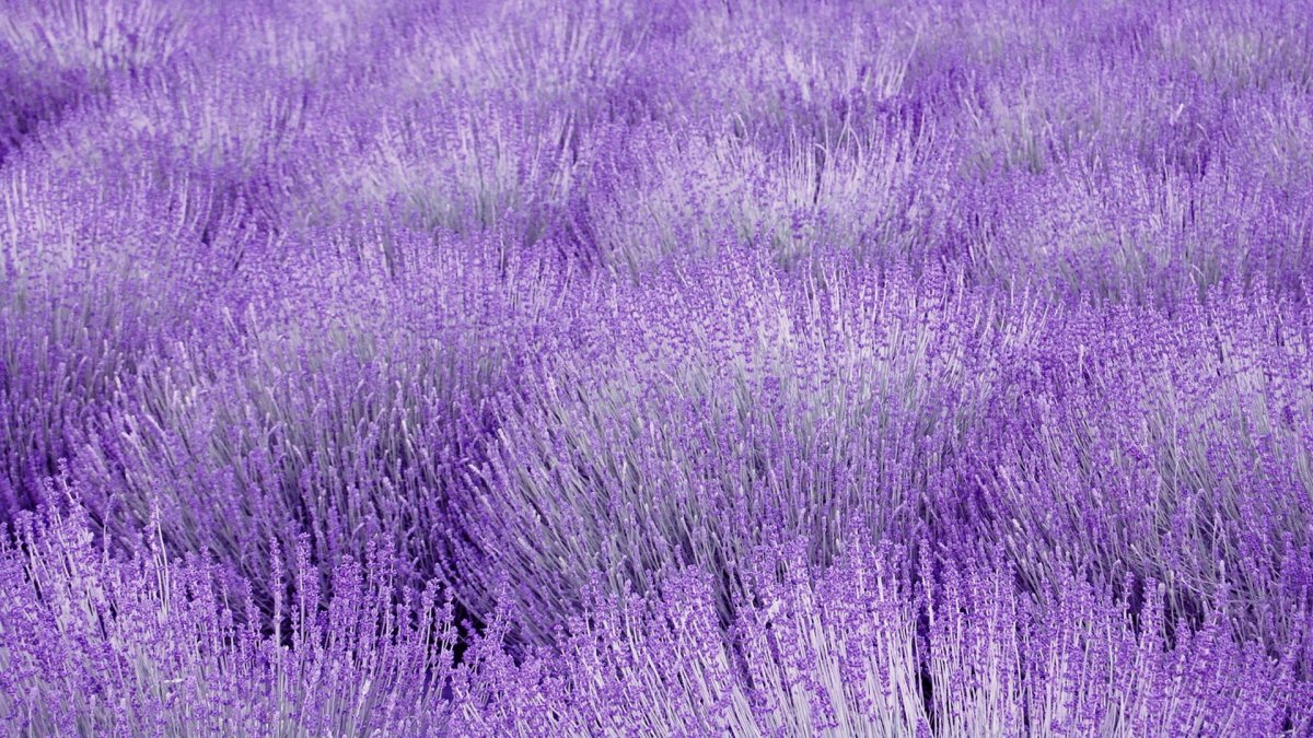 Сиреневый фон