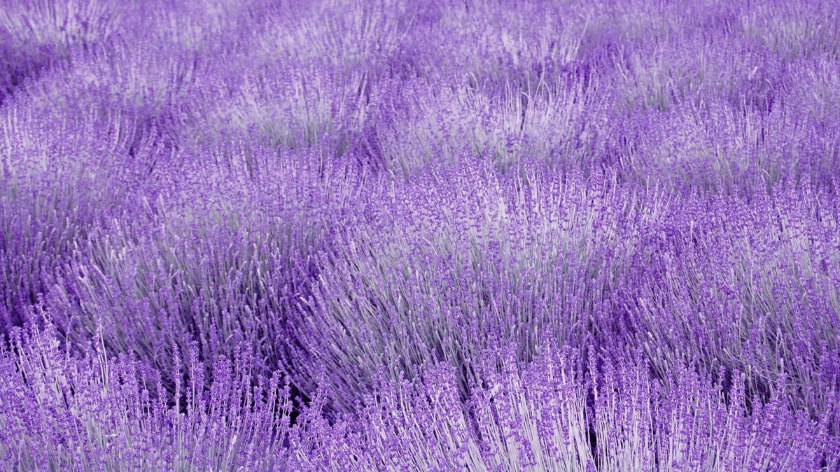 Лавандовые обои на телефон