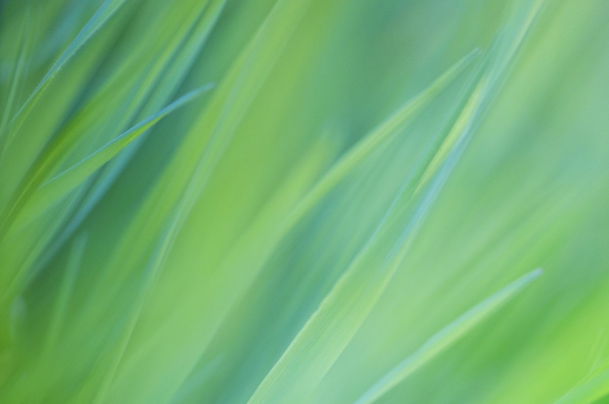 Светло зеленый фон