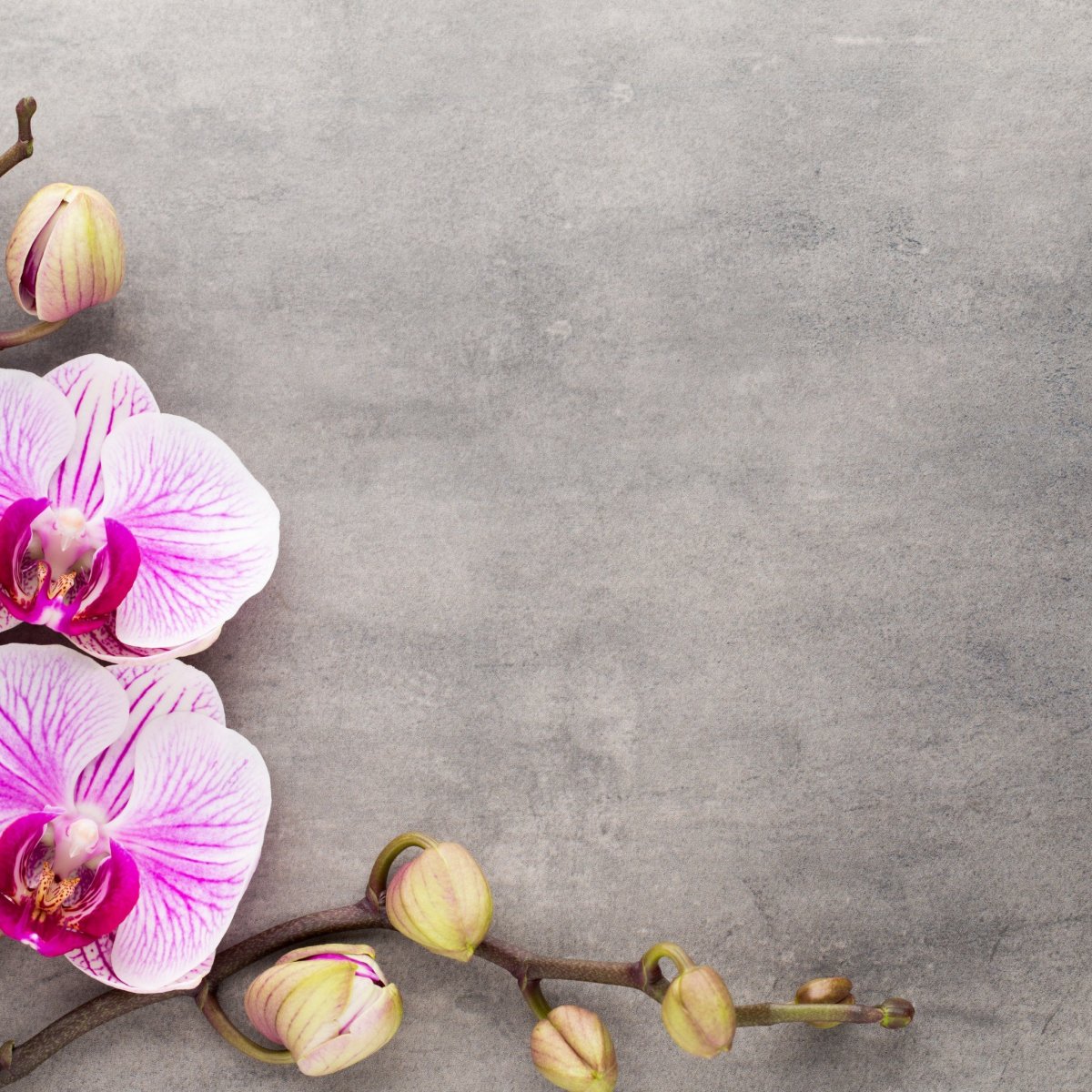 Фон для прайс листа