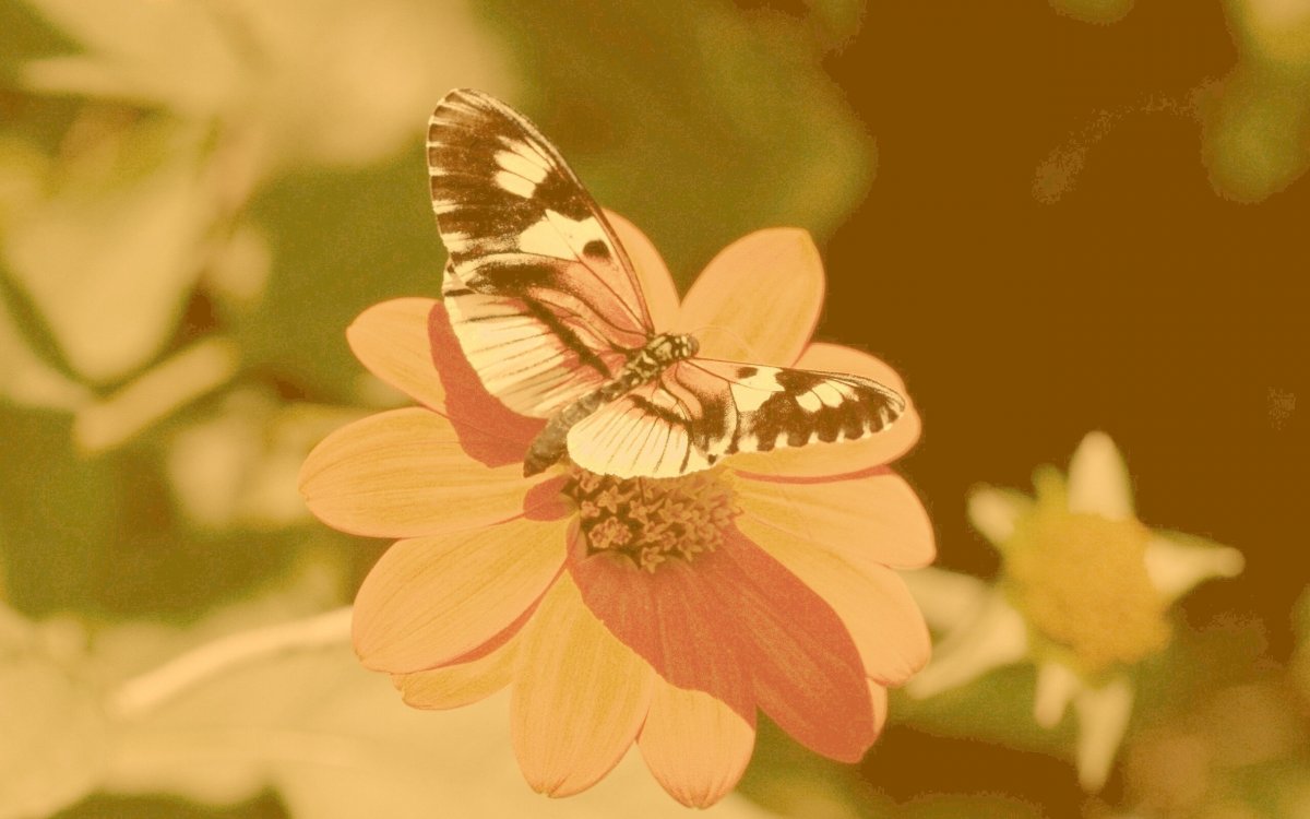 Бабочки Эстетика