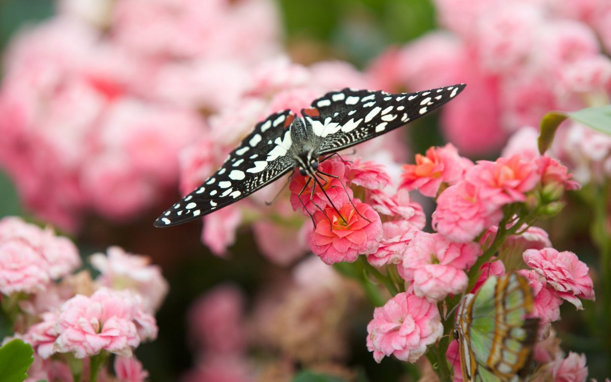 Бабочка на цветке