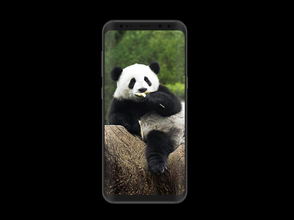 Обои на рабочий стол Панда