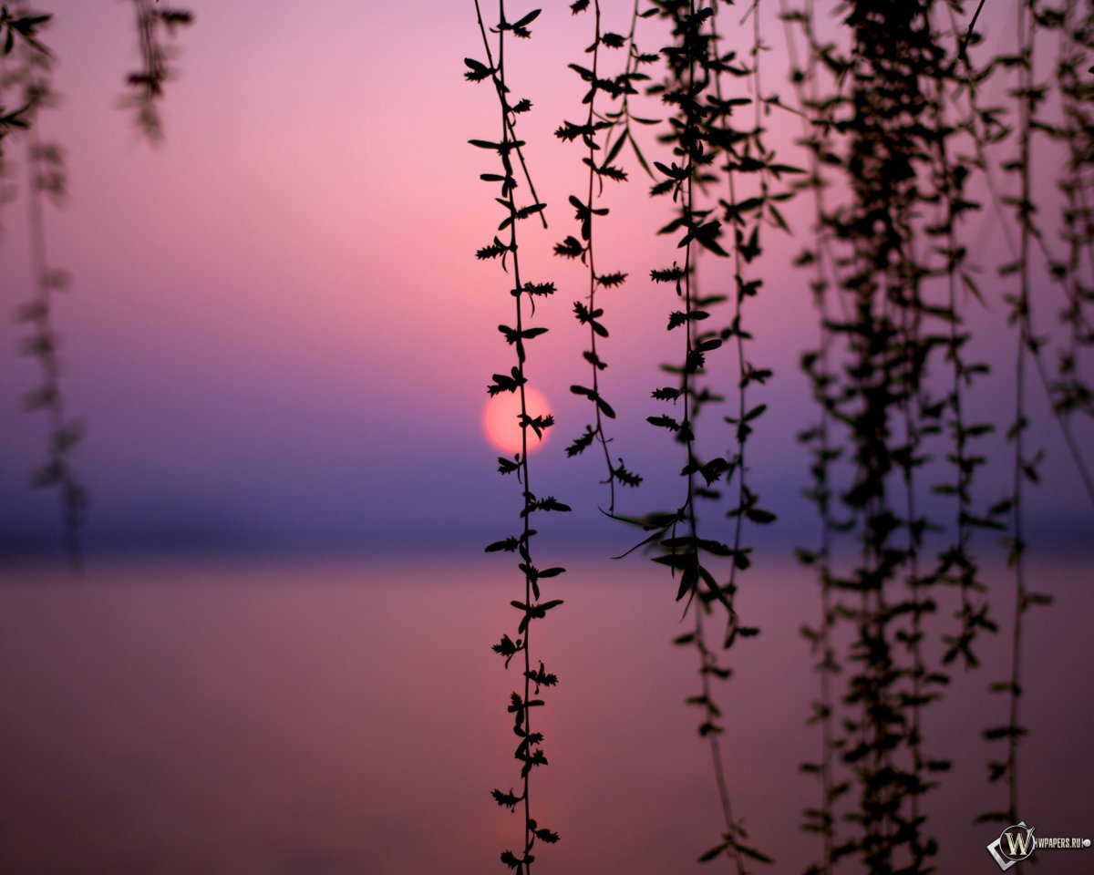 Эстетика природы