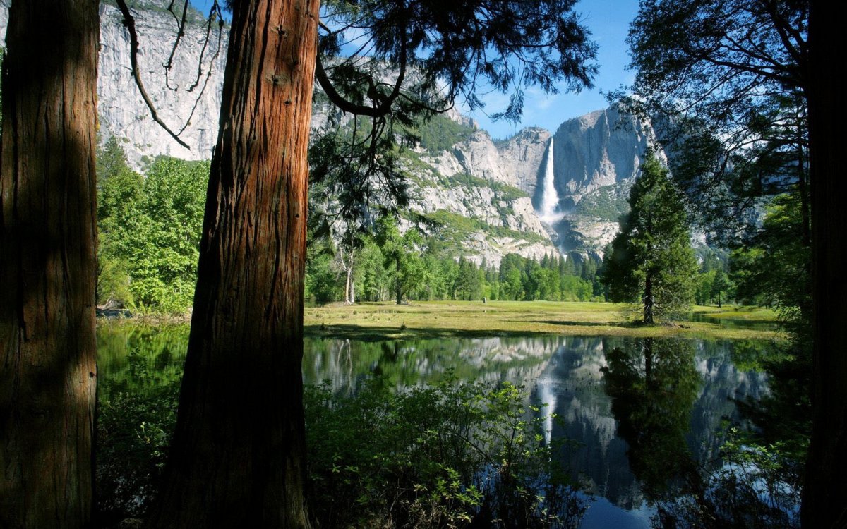 Дерево у озера