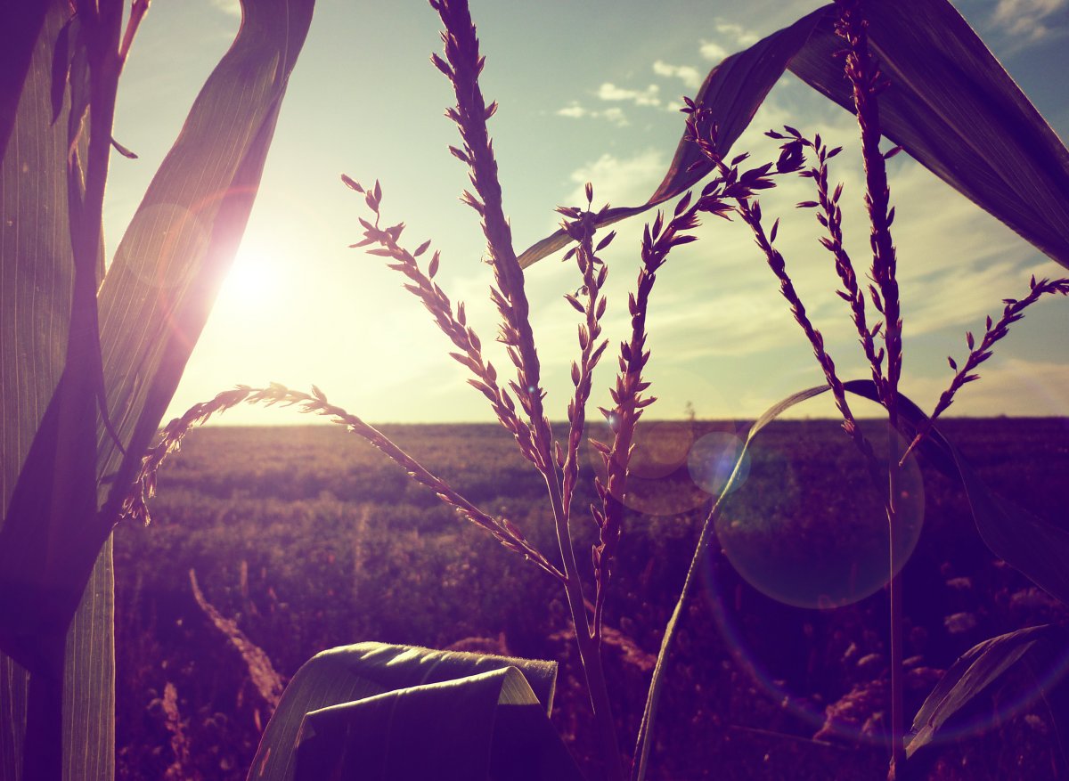 Обои на ноутбук природа