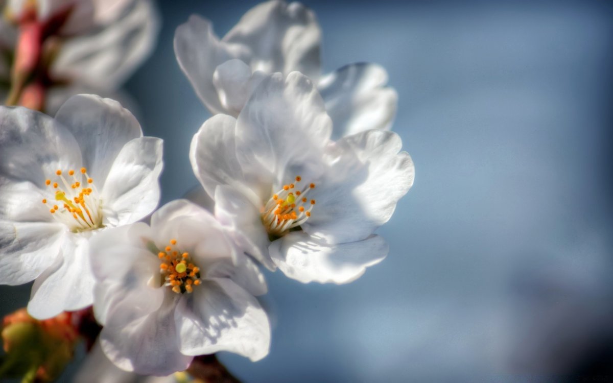 Розовые весенние цветы