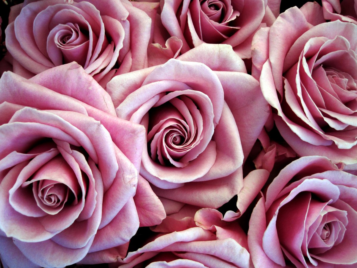 Пыльно розовый цвет фон