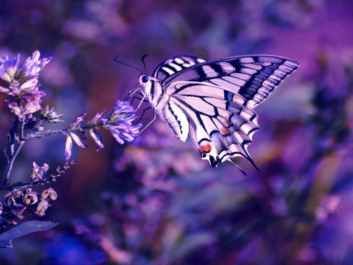 Заставки на телефон живые обои переливающиеся