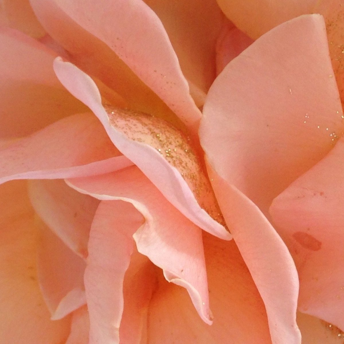 Персиковый цвет