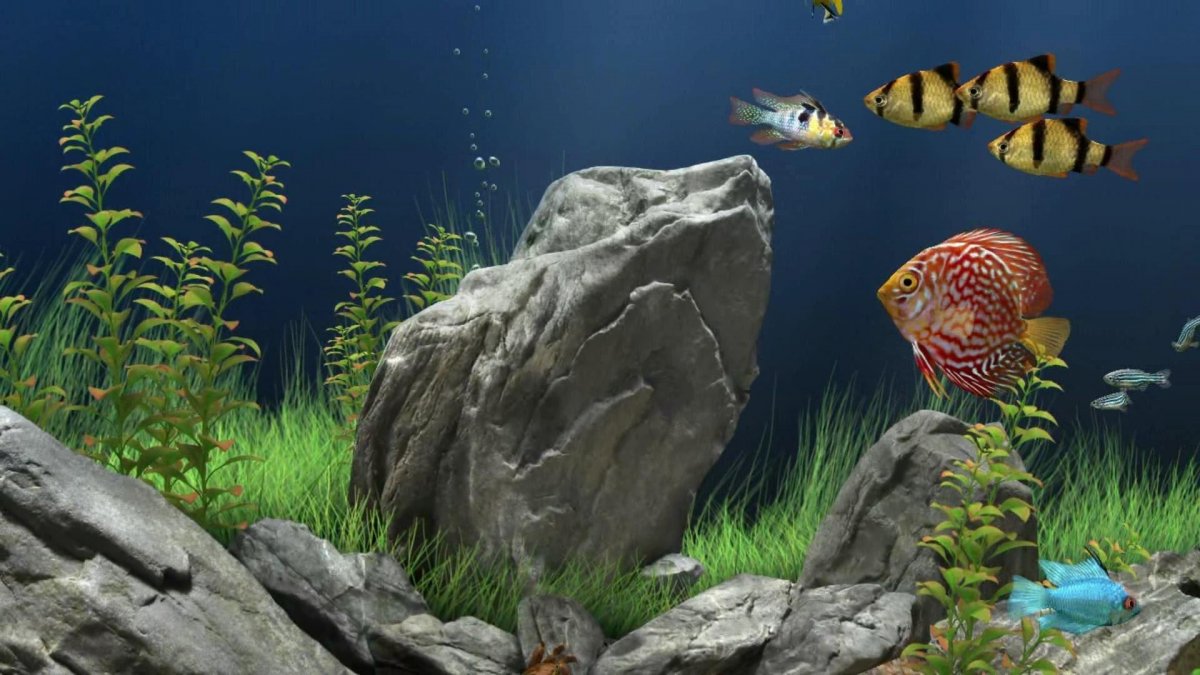 Аквариум живые обои для Android