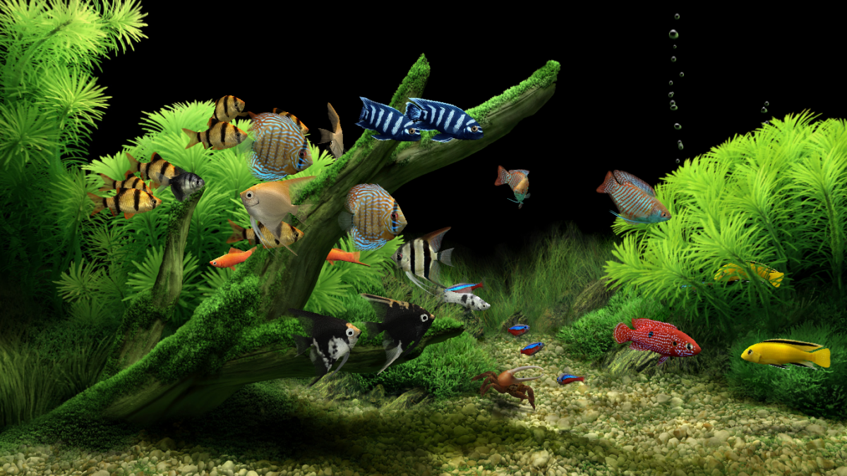 Dream Aquarium