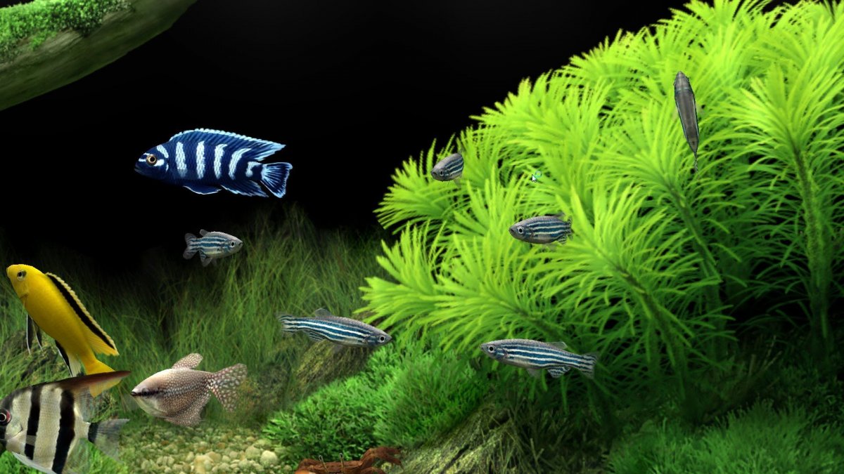 Обои на рабочий стол аквариум 3d