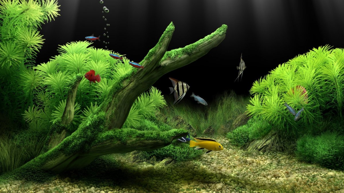 Картинки для аквариума на задний фон для печати а4