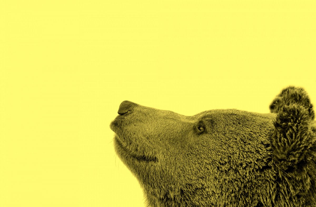 Медведь арт