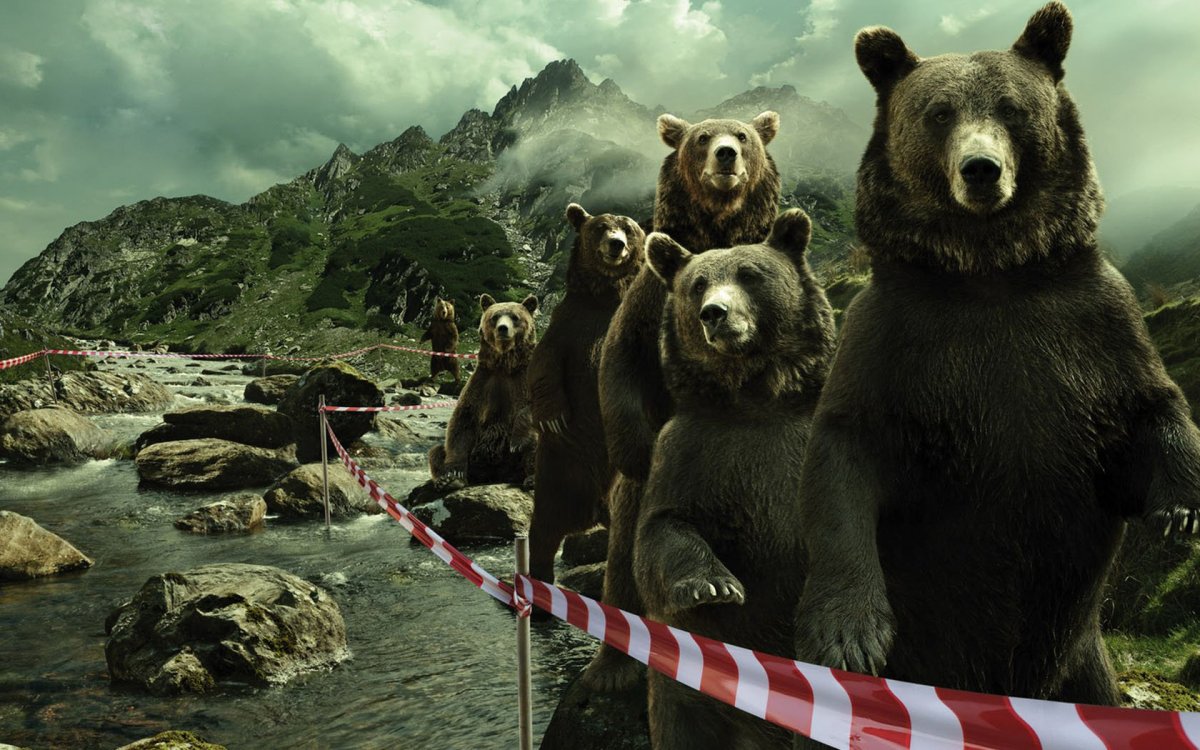 Медведь обои