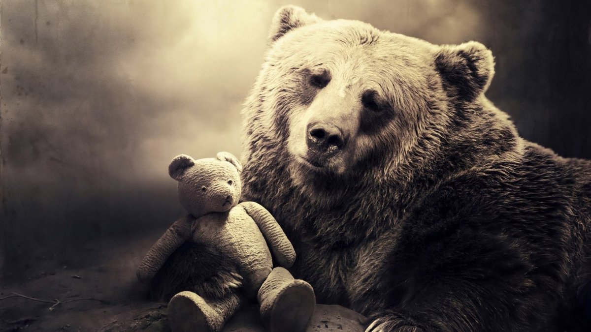 Медведь обои