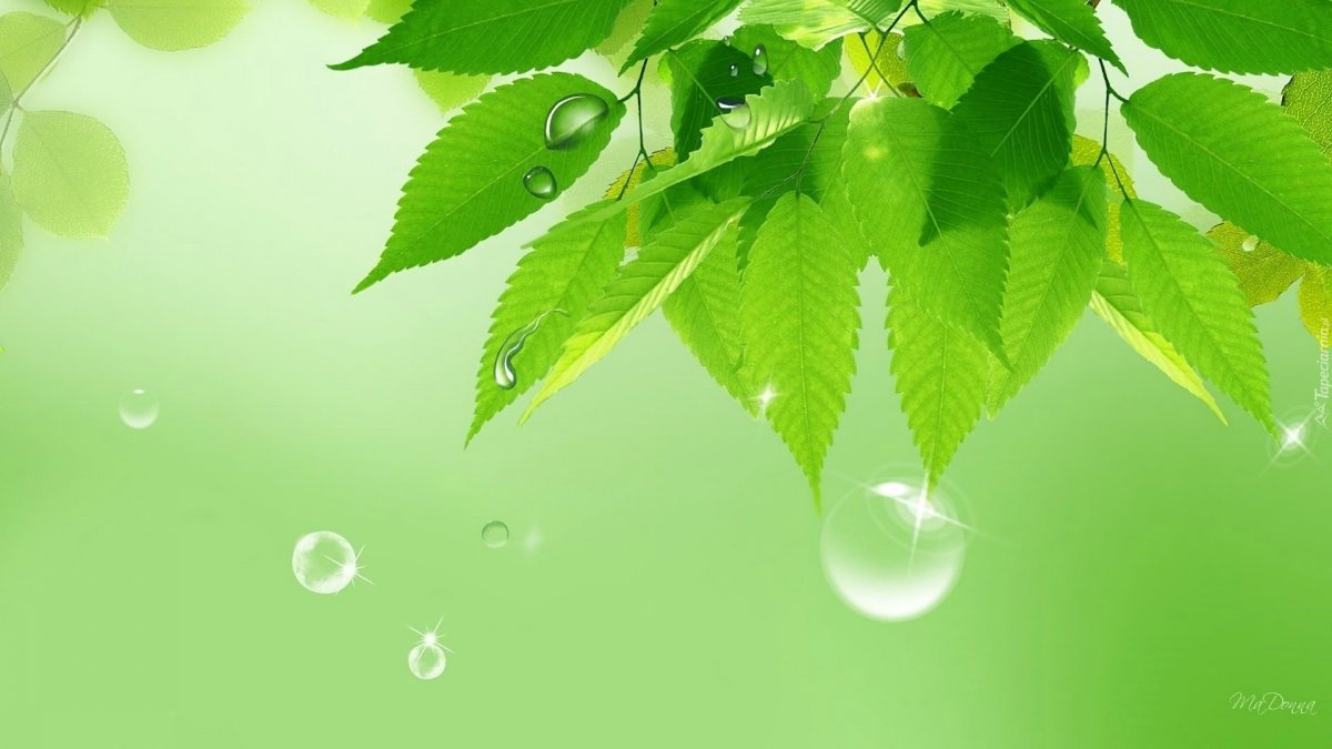 Рекомендации по озеленению школы