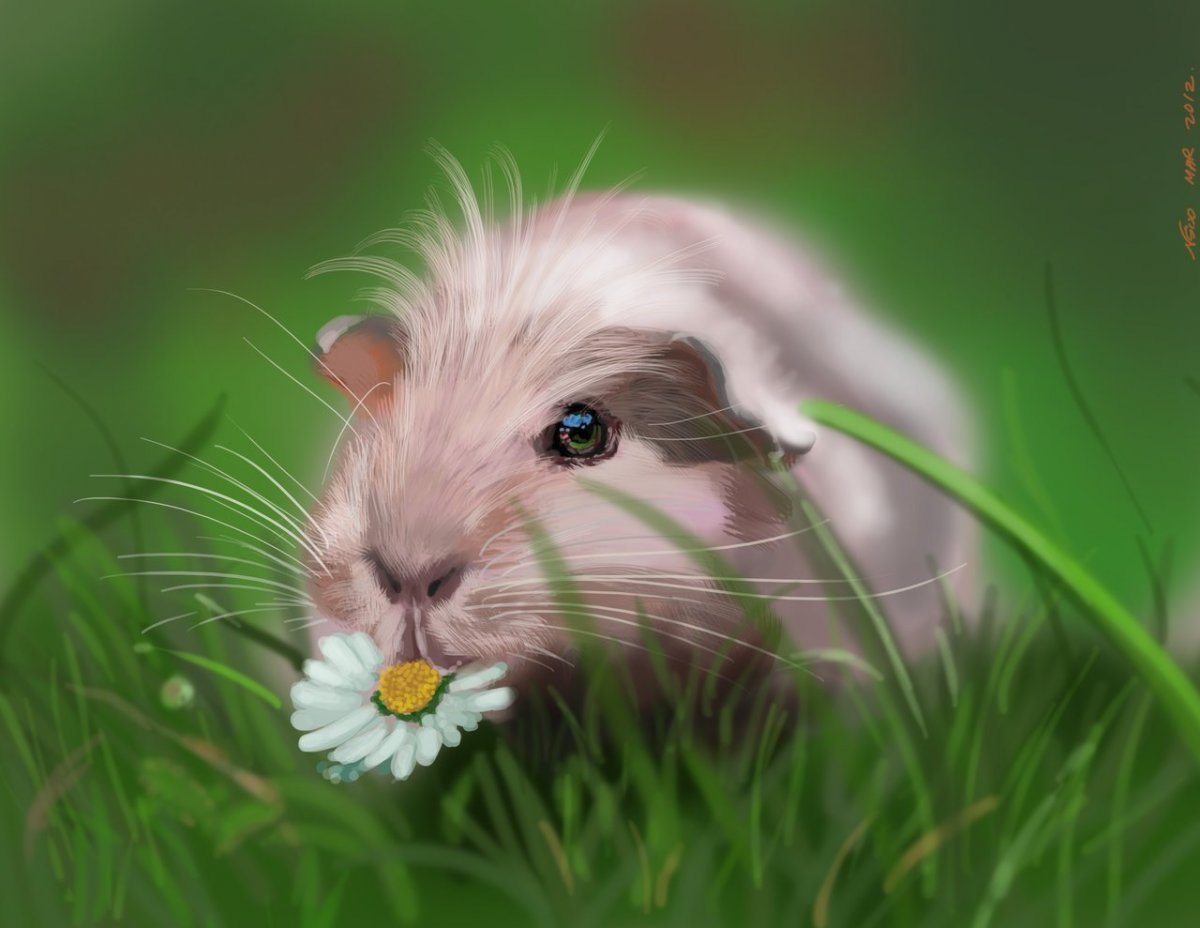 Морские свинки