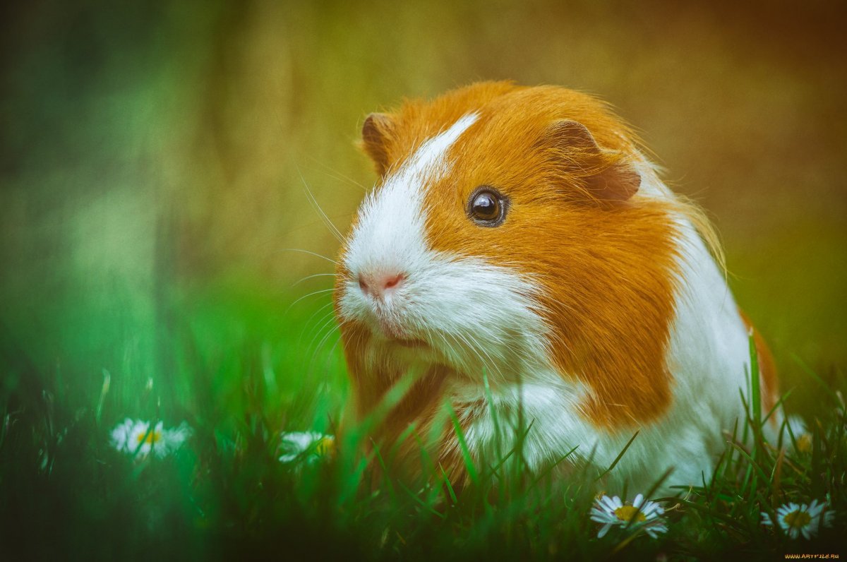 Шахматная морская Свинка