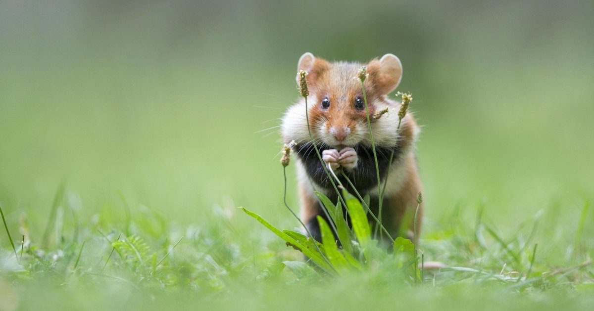 Карликовый хомяк