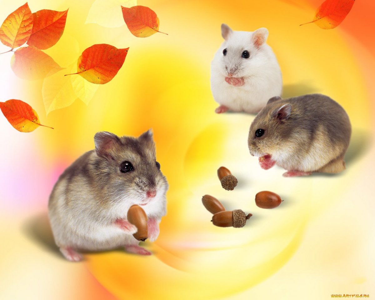 Фон с хомяками
