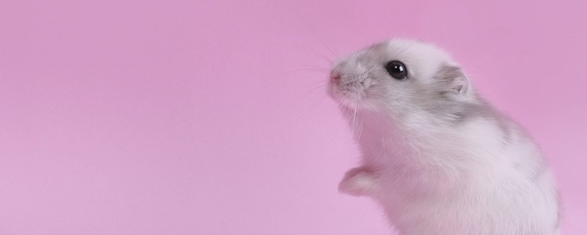 Хомяк с цветами