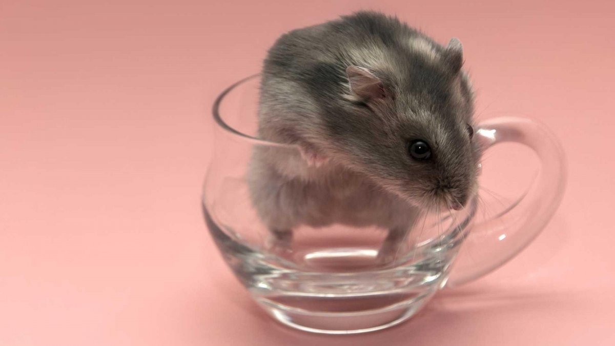 Няшные животные