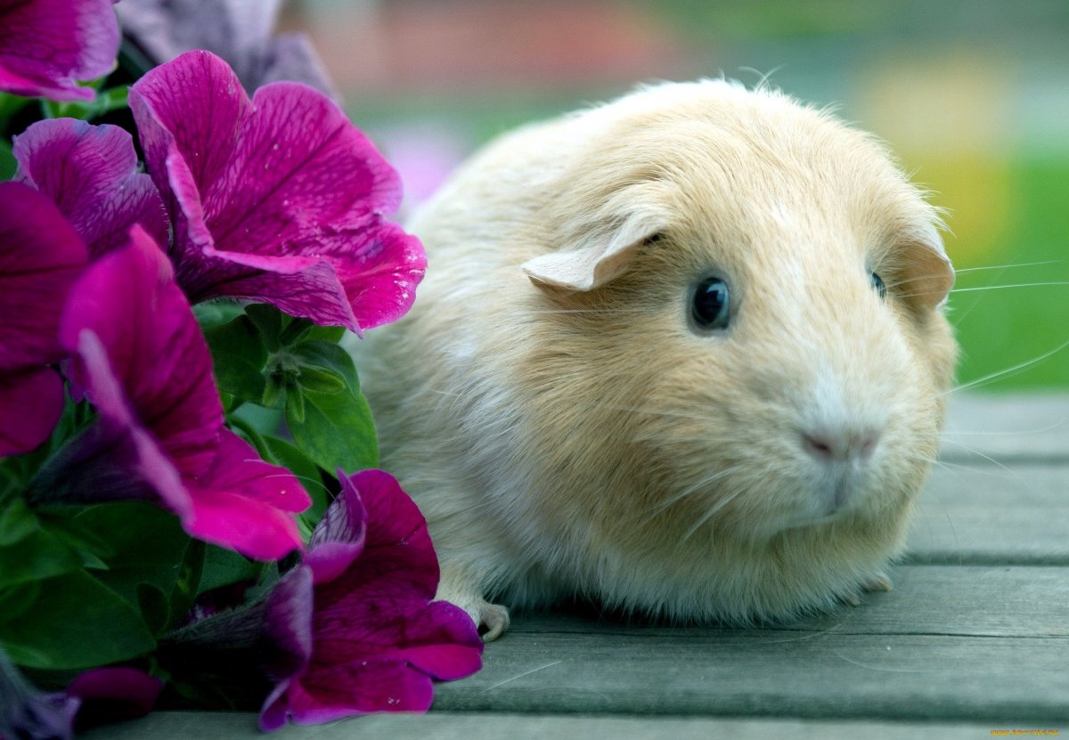 Обои с хомяками