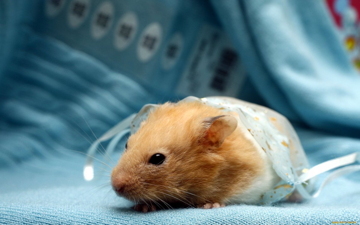 Мышка джунгарик